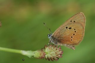 Esmer Korubeni (Phengaris nausithous)
