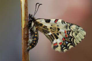 Kafkas Fistosu (Zerynthia caucasica)