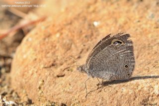 Karagz (Ypthima asterope)