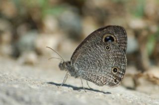 Karagz (Ypthima asterope)