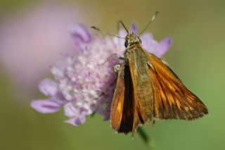 Orman Zpzp (Ochlodes sylvanus)