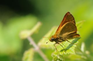 Orman Zpzp (Ochlodes sylvanus)