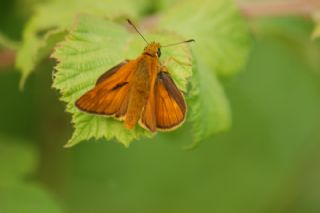 Orman Zpzp (Ochlodes sylvanus)