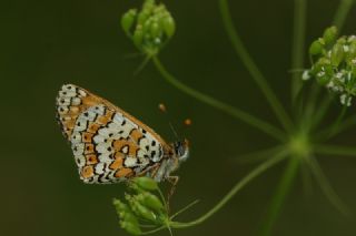 parhan (Melitaea cinxia)