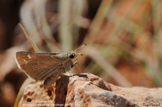 Gm Benekli Zpzp (Hesperia comma)