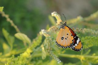 Sultan (Danaus chrysippus)