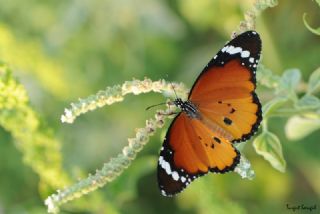 Sultan (Danaus chrysippus)