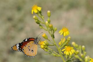 Sultan (Danaus chrysippus)