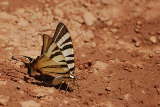 Erik Krlangkuyruk (Iphiclides podalirius)