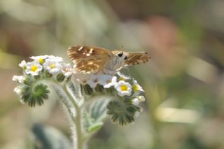 Cezayir Zpzp (Carcharodus stauderi)