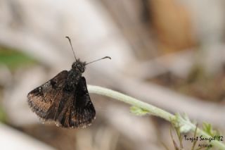 Kara Zpzp (Erynnis marloyi)