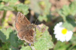 Pasl Zpzp (Erynnis tages)