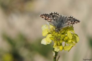 Ege Zpzp (Pyrgus melotis)