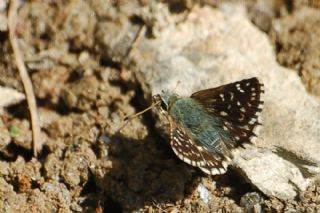 Kzl Zpzp (Spialia orbifer)