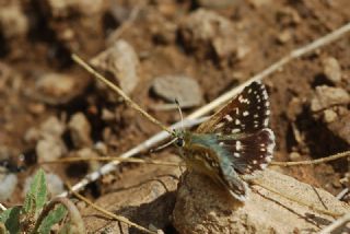 Kzl Zpzp (Spialia orbifer)