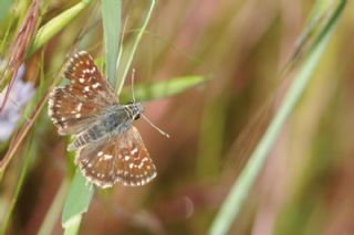 Kzl Zpzp (Spialia orbifer)