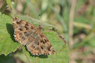 Hatmi Zpzp (Carcharodus alceae)