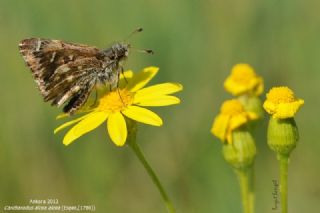 Hatmi Zpzp (Carcharodus alceae)