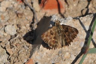 Hatmi Zpzp (Carcharodus alceae)