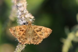 Hatmi Zpzp (Carcharodus alceae)