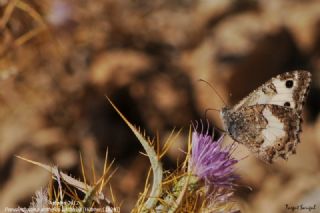 Anadolu Yalanccads (Pseudochazara anthelea)