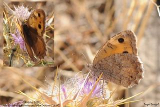 Anadolu Yalanccads (Pseudochazara anthelea)