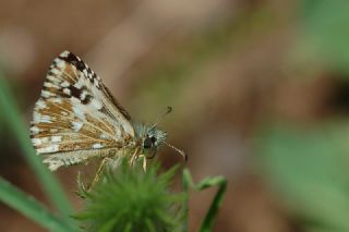 Ebegmeci Zpzp (Pyrgus malvae)