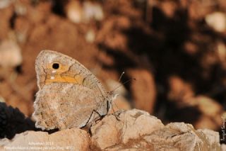 Levantin Yalanccads (Pseudochazara pelopea)