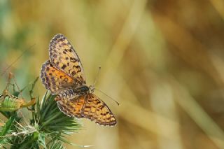 Benekli parhan (Melitaea didyma)