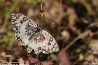 l Melikesi (Melanargia grumi)