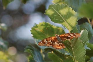 Trakya mparatoru (Apatura metis)