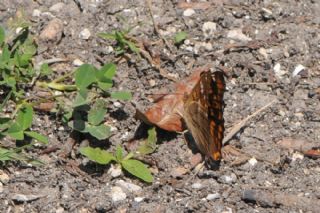 Trakya mparatoru (Apatura metis)