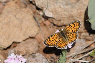 Hatayl parhan (Melitaea collina)
