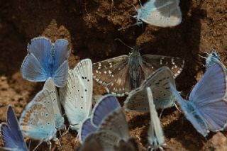 spanyol Zpzp (Pyrgus armoricanus)