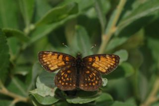 Funda parhan (Melitaea irka)