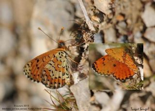 ranl parhan (Melitaea persea)