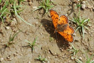 Kafkasyal parhan (Melitaea interrupta)