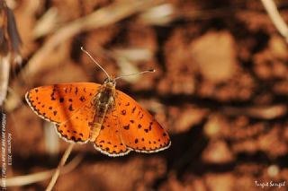 ranl parhan (Melitaea persea)