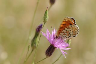 Cezayirli parhan (Melitaea ornata)