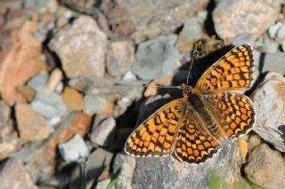 Cezayirli parhan (Melitaea ornata)