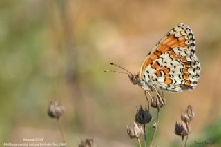 Cezayirli parhan (Melitaea ornata)