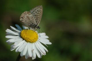 Mavi Zebra (Leptotes pirithous)