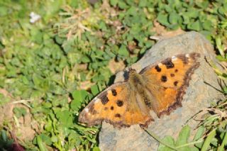 Karaaa Nimfalisi (Inachis polychloros)