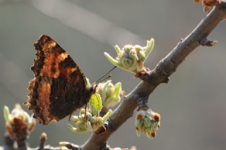 Karaaa Nimfalisi (Inachis polychloros)