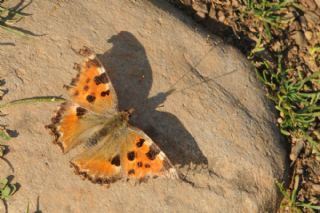 Karaaa Nimfalisi (Inachis polychloros)