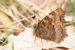 Karaaa Nimfalisi (Inachis polychloros)