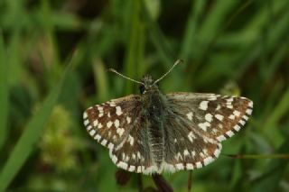Ege Zpzp (Pyrgus melotis)
