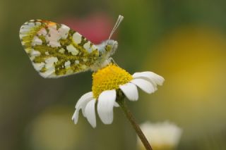 Step Ssls (Anthocharis gruneri)