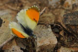 Step Ssls (Anthocharis gruneri)
