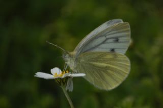 Yalanc Beyazmelek (Pieris pseudorapae)